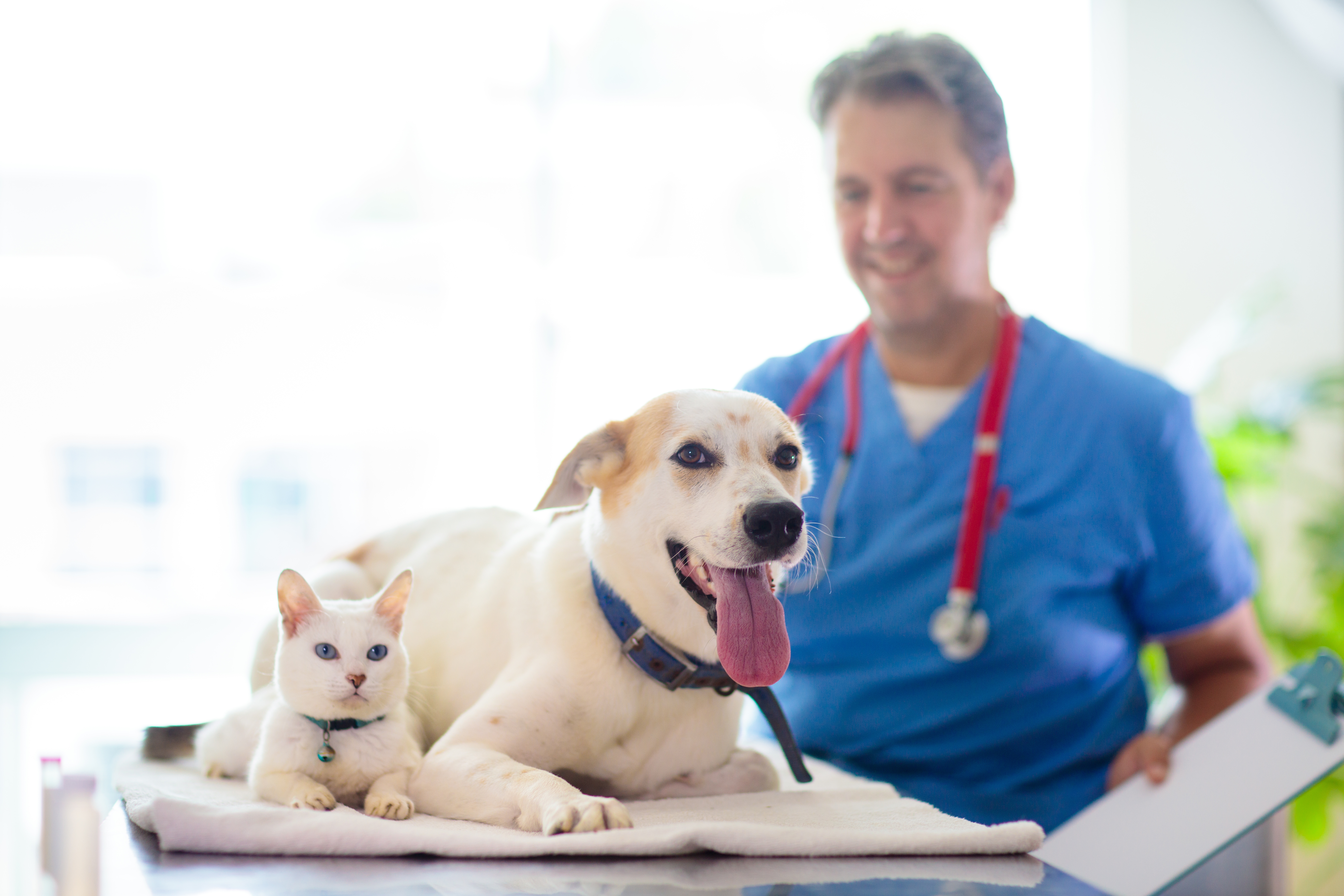 Assurance animal, comment ça marche ?